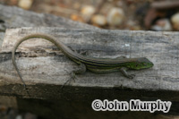 Image of Cnemidophorus lemniscatus